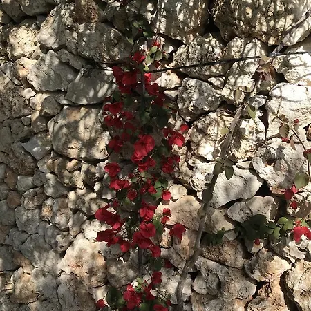 Oda ve Kahvaltı Masseria Gelsi Torre Chianca