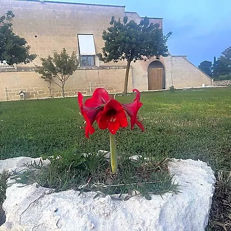 Masseria Gelsi 4* 토레 키안카