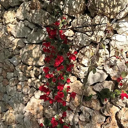Masseria Gelsi